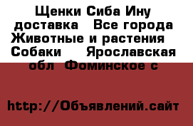 Щенки Сиба Ину доставка - Все города Животные и растения » Собаки   . Ярославская обл.,Фоминское с.